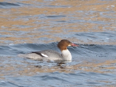 Mergus merganser