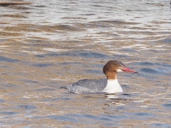 Mergus merganser