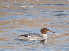 Mergus merganser