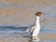 Mergus merganser