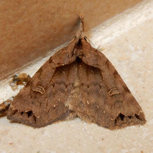 Ceraptila reniferalis