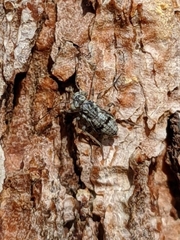 Mesopsocus