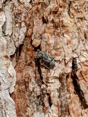 Mesopsocus