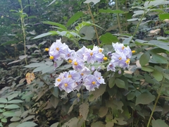 Solanum crispum