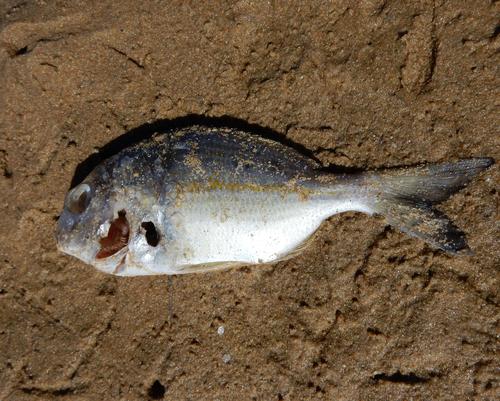 Cape stumpnose (Rhabdosargus holubi) — Sparidae — 5