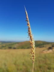 Andropogon chinensis