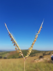 Andropogon chinensis