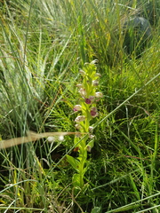 Brachycorythis conica transvaalensis