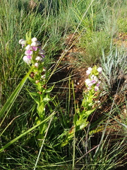 Brachycorythis conica transvaalensis
