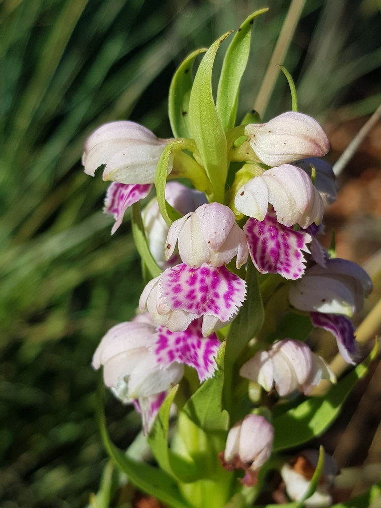 Transvaal Helmet Orchid
