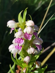 Brachycorythis conica transvaalensis