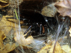 Porrhothele antipodiana