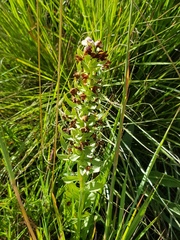 Brachycorythis conica transvaalensis