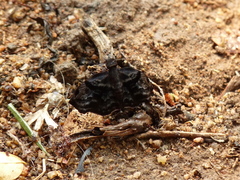Helias phalaenoides