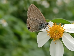 Catochrysops panormus exiguus