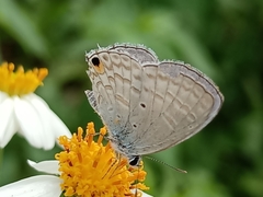 Catochrysops panormus exiguus