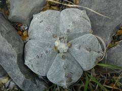 Astrophytum myriostigma