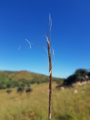 Urelytrum agropyroides