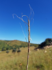 Urelytrum agropyroides