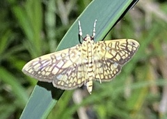 Haritalodes obliqualis