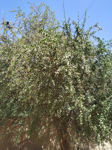 Simple-Thorned Greentree