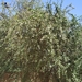 Simple-Thorned Greentree - Photo (c) HAMADOU SOUMANA Oumarou, some rights reserved (CC BY-NC), uploaded by HAMADOU SOUMANA Oumarou