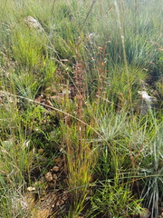 Monocymbium ceresiiforme