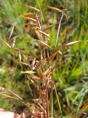 Monocymbium ceresiiforme