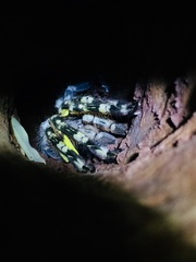 Poecilotheria fasciata