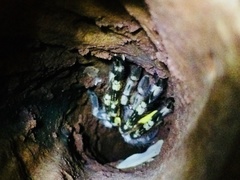 Poecilotheria fasciata