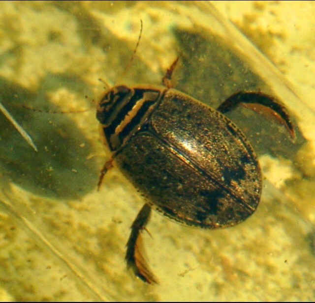 Aciliini