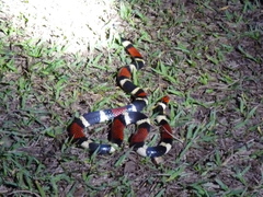 Micrurus surinamensis