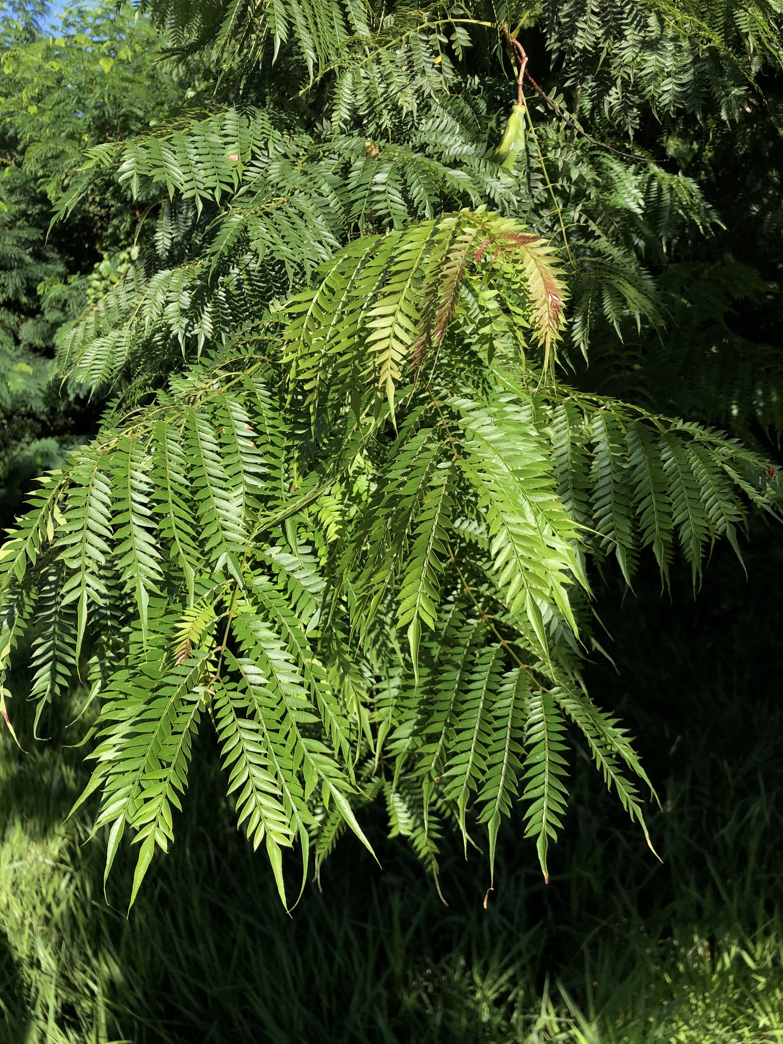 Imagem de Caroba-roxa