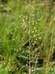 Trichanthecium natalense