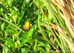 Chrysomus icterocephalus bogotensis