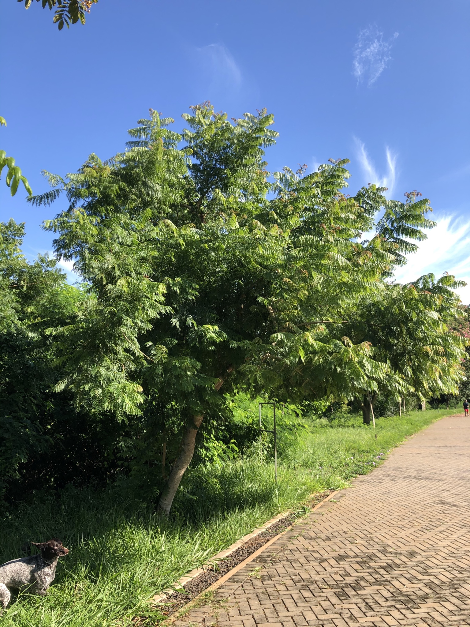 Imagem de Caroba-roxa