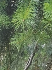 Pinaceae