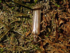 Leptachrous strigipennis