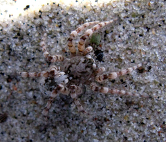 Arctosa cinerea