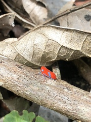 Cicadellidae