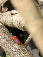Cicadellidae