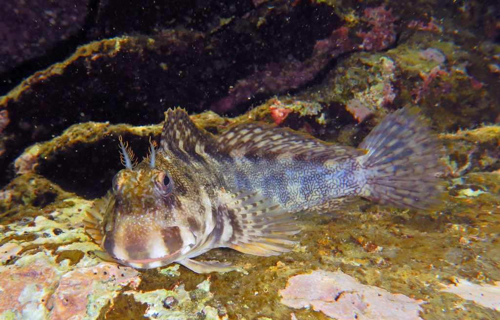 Vermiculated Blenny
