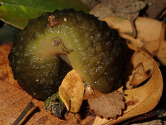 Athoracophorus papillatus