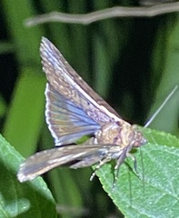 Lophoptera vittigera