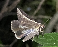 Lophoptera vittigera