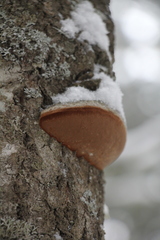 Phellinus populicola
