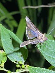 Lophoptera vittigera