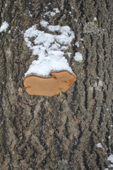 Phellinus populicola