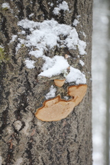 Phellinus populicola