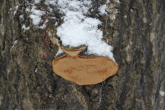 Phellinus populicola